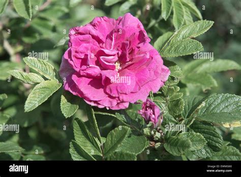 delina damascena rose.